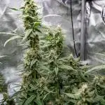 Green Gelato (Auto) // RQS