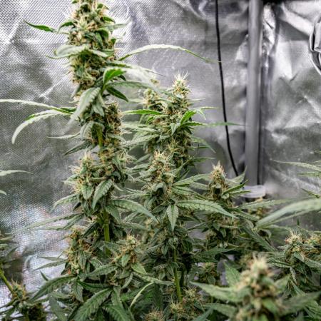 Green Gelato (Auto) // RQS