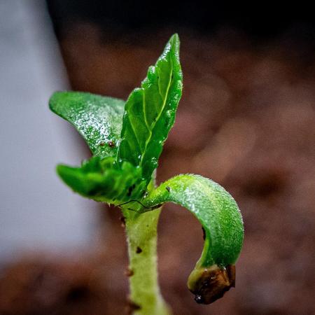 Guzzlerz // HUMBOLDT SEEDS