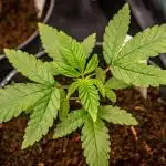 Orange Bud 2.0 // Dutch Passion
