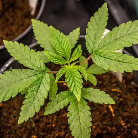 Orange Bud 2.0 // Dutch Passion