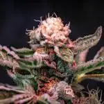 Orange Bud 2.0 // Dutch Passion