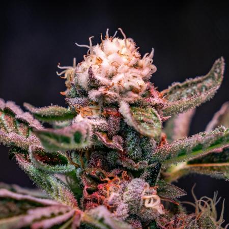 Orange Bud 2.0 // Dutch Passion