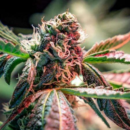 Ice Cream Haze // Dutch Passion