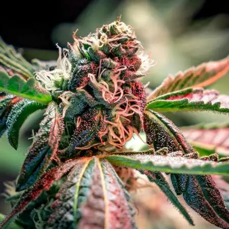 Ice Cream Haze // Dutch Passion