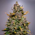 Fastbuds // Purple Punch