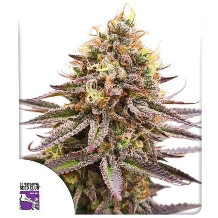 Gorilla Super Glue // SSSC