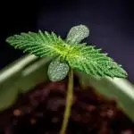 Moon Rock (Auto) // DIVINE SEEDS