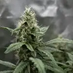 Green Gelato (Auto) // RQS