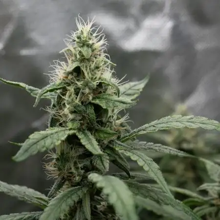 Green Gelato (Auto) // RQS