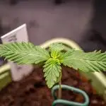 Moon Rock (Auto) // DIVINE SEEDS