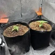 AutoFlower #6