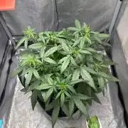 Skunk ? Auto