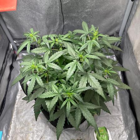 Skunk ? Auto