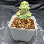 Zombie