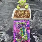 Zombie