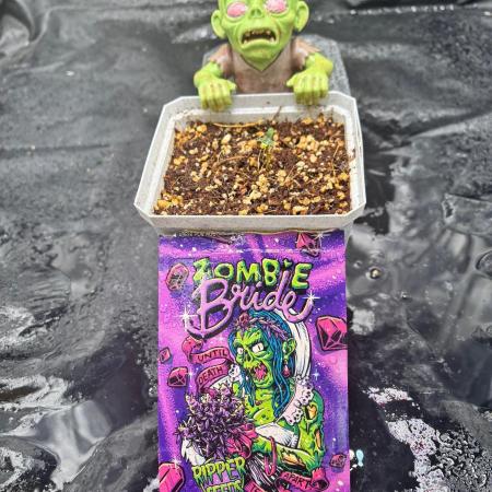 Zombie