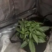 Skunk ? Auto