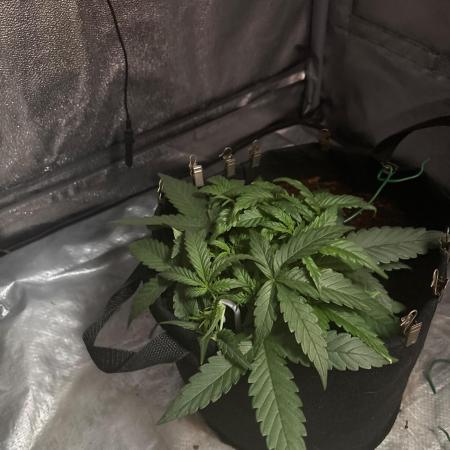 Skunk ? Auto