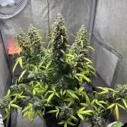 Skunk ? Auto