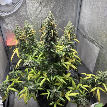 Skunk ? Auto