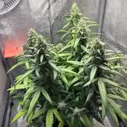 Skunk ? Auto
