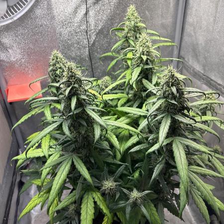 Skunk ? Auto