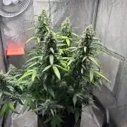 Skunk ? Auto