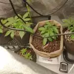 Bruce banner fast