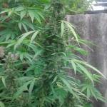 First grow Royal ak 47 and jack auto