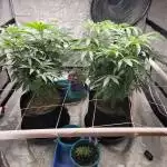 Pot Luck