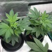 Purple cherry ripple