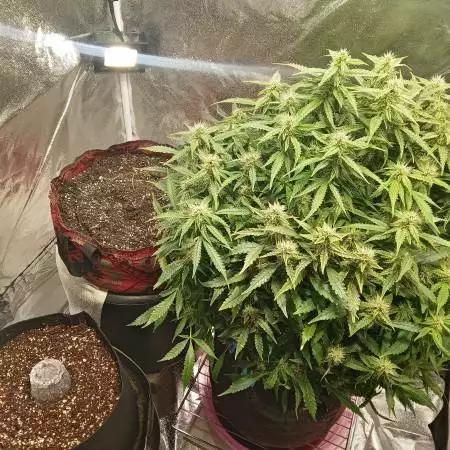 OG Zkittlez Auto (Barney's Farm)