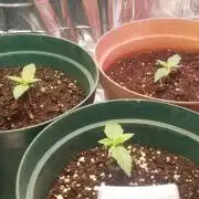 Blackberry Gum Auto - Samsung 120w LED