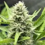 Fast Buds Papaya Cookies