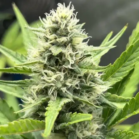 Fast Buds Papaya Cookies