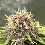 Fast Buds LSD-25