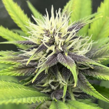 Fast Buds LSD-25