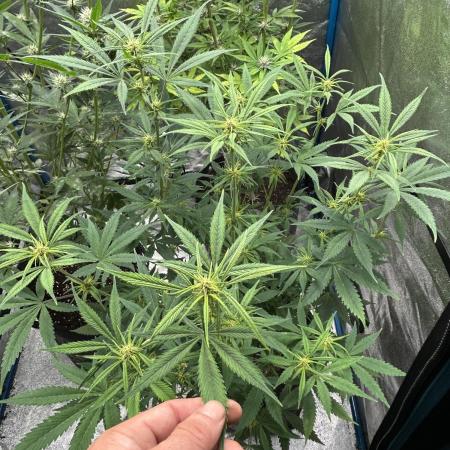 Fast Buds Pound Cake