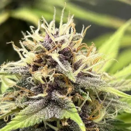 Fast Buds LSD-25