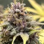 Fast Buds LSD-25