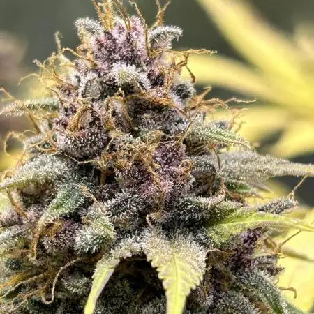 Fast Buds LSD-25