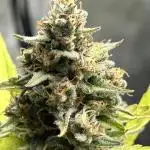 Fast Buds Papaya Cookies