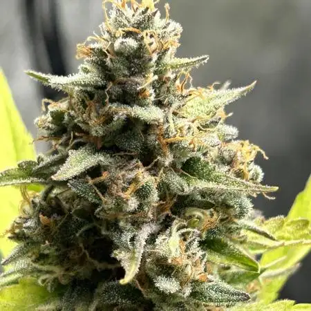 Fast Buds Papaya Cookies