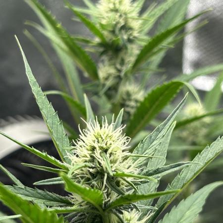 Fast Buds Papaya Cookies