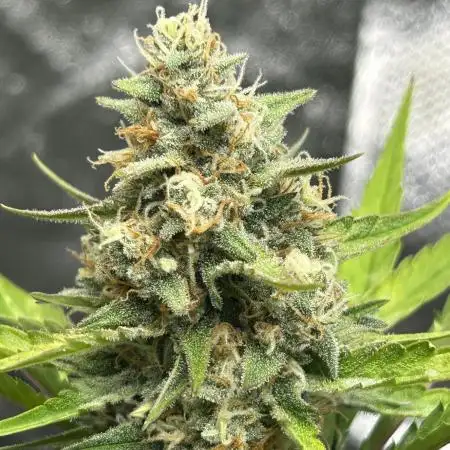Fast Buds Papaya Cookies