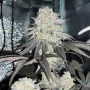 ØRGANIC • King's Tart (GHS)