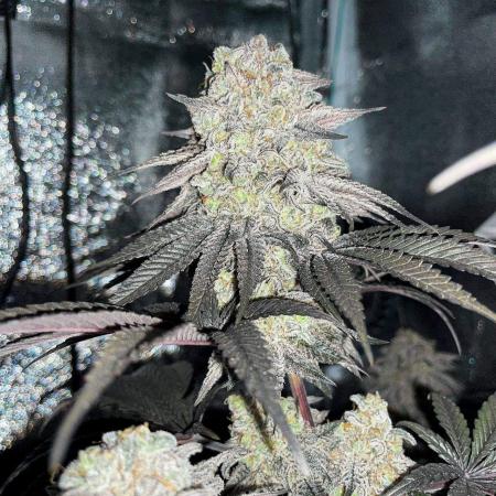 ØRGANIC • King's Tart (GHS)