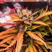 Franco's Lemon Cheese (GHS)