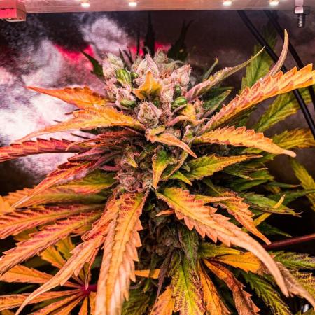 Franco's Lemon Cheese (GHS)